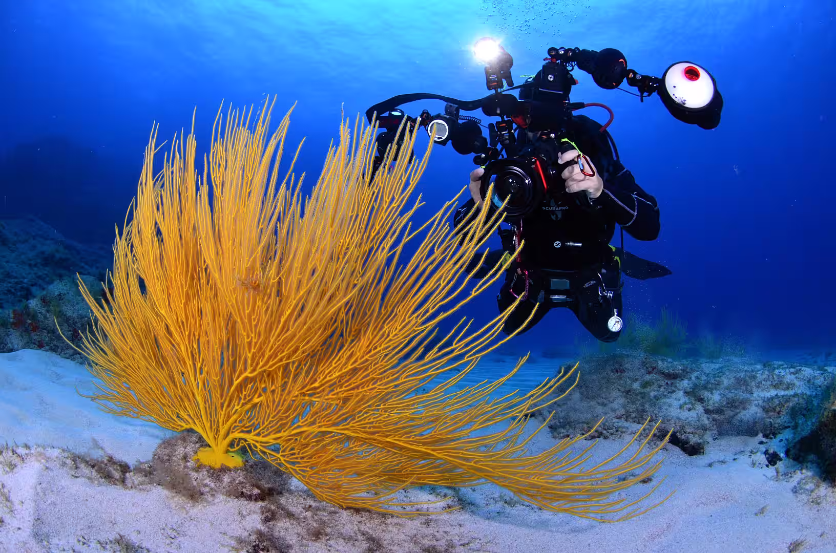 Buceador con equipo fotográfico observando una gran gorgonia amarilla en los fondos marinos de La Graciosa