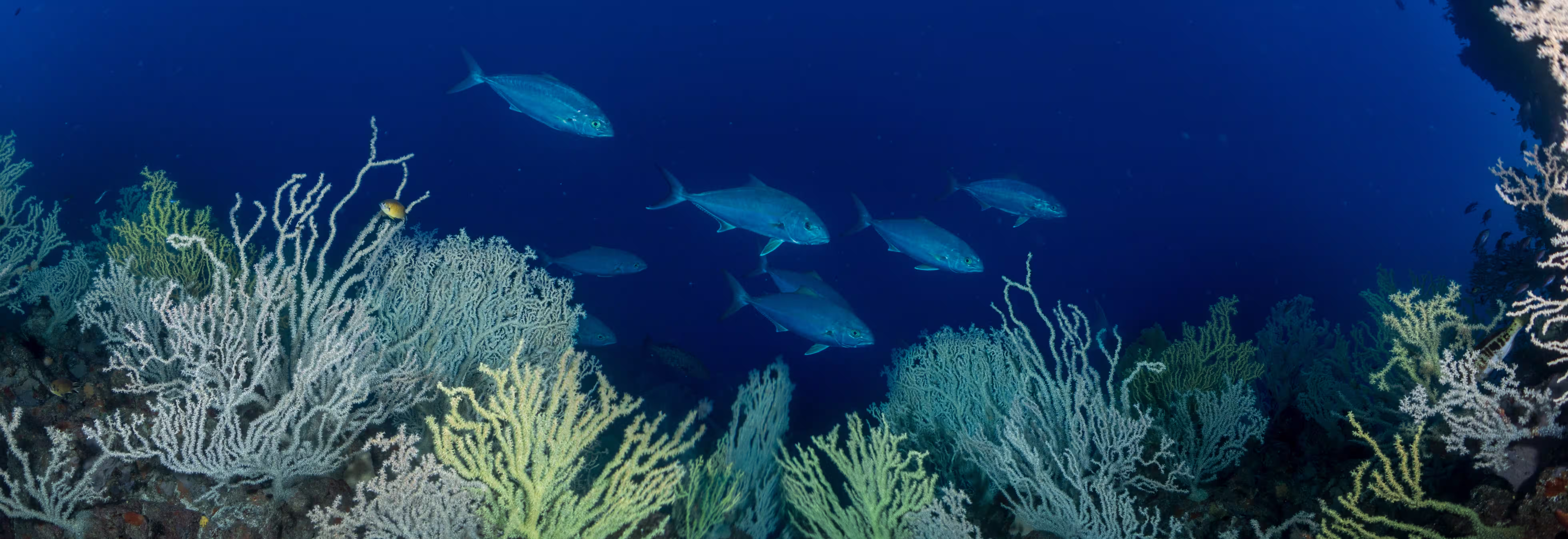 Buceo y vida marina en La Graciosa